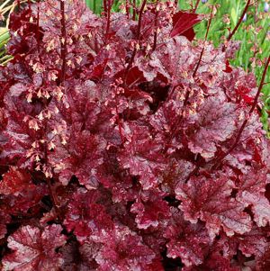 BERRY MARMALADE CORAL BELLS