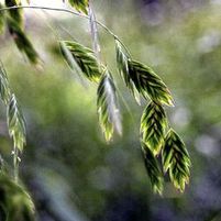 NORTHERN SEA OATS