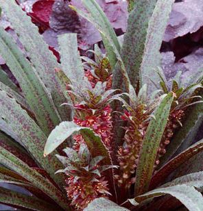 FRECKLES PINEAPPLE LILY