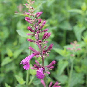 HEATWAVE HYSSOP