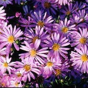 WOOD'S PINK ASTER