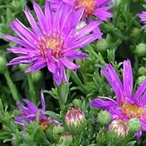 WOOD'S PURPLE ASTER