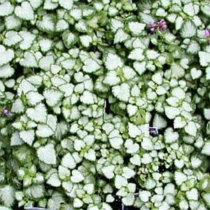 ORCHID FROST SPOTTED DEADNETTLE