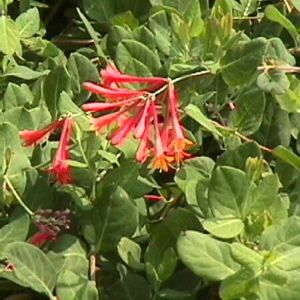 BLANCHE SANDMAN HONEYSUCKLE
