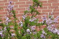 CUTLEAF LILAC