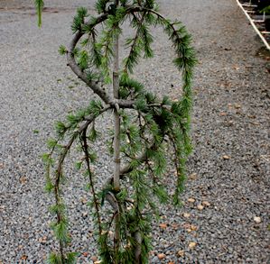 WEEPING BLUE ATLAS CEDAR (SERPENTINE)