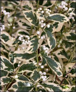 VARIEGATED DUET BEAUTYBERRY
