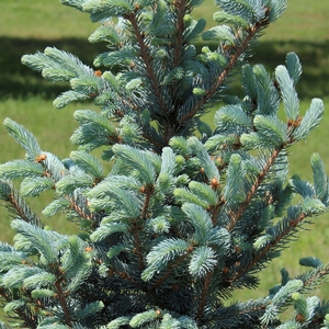 FAT ALBERT BLUE SPRUCE