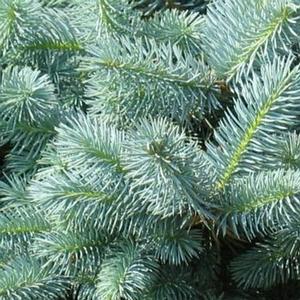 DWARF GLOBE BLUE SPRUCE