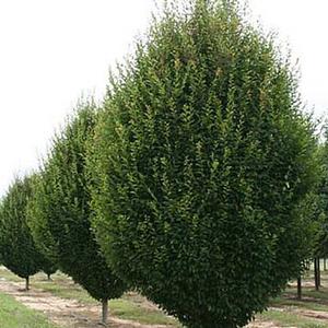 PYRAMIDAL EUROPEAN HORNBEAM