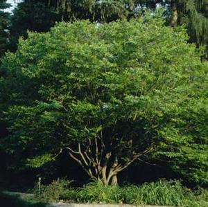 AMERICAN HORNBEAM