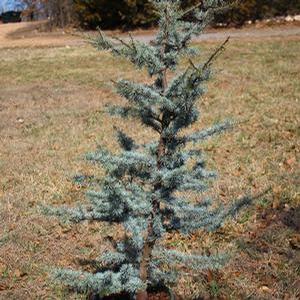 HORSTMANN DWARF BLUE ATLAS CEDAR