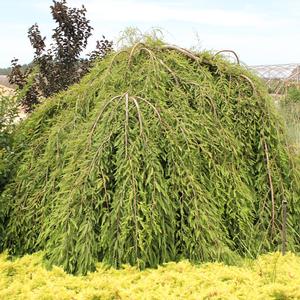 FALLING WATERS WEEPING BALD CYPRESS