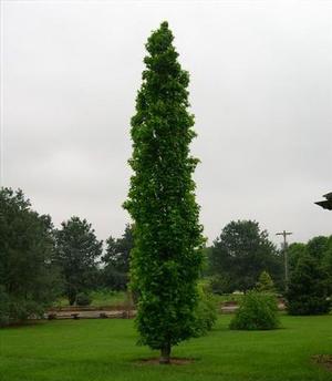 SLENDER SILHOUETTE SWEETGUM