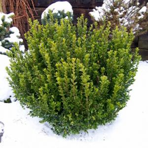 WEE WILLIE BOXWOOD