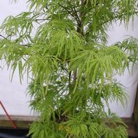 WATERFALL WEEPING JAPANESE MAPLE