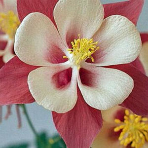 SPRING MAGIC ROSE & IVORY COLUMBINE