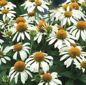 LITTLE ANGEL CONEFLOWER