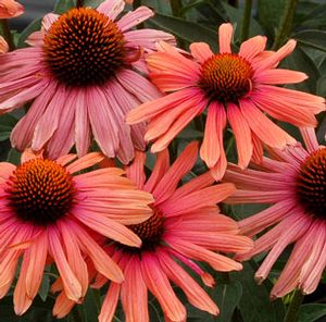 MAMA MIA CONEFLOWER