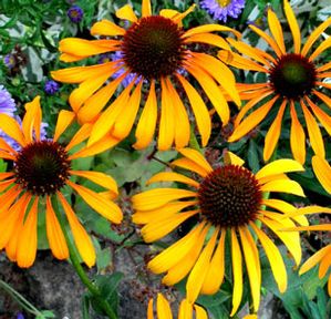 PHOENIX CONEFLOWER