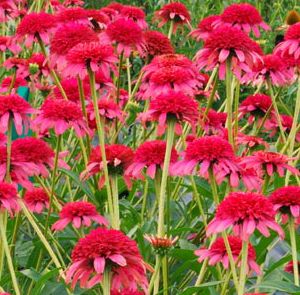 SECRET™ PASSION CONEFLOWER