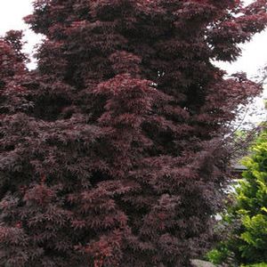 TWOMBLY'S RED SENTINEL UPRIGHT JAPANESE MAPLE