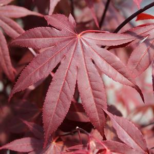 HEFNER'S RED UPRIGHT JAPANESE MAPLE