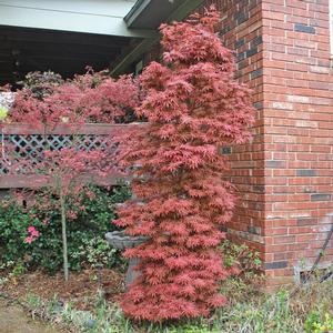 PIXIE UPRIGHT JAPANESE MAPLE