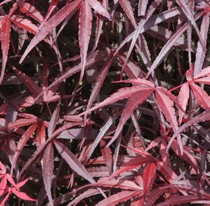 HUBB'S RED WILLOW UPRIGHT JAPANESE MAPLE