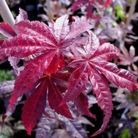EMPEROR I UPRIGHT JAPANESE MAPLE