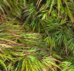 SHU SHIDARE WEEPING JAPANESE MAPLE