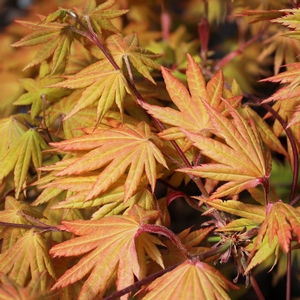 AUTUMN MOON UPRIGHT JAPANESE MAPLE