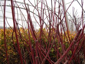 BAILEY RED TWIG DOGWOOD