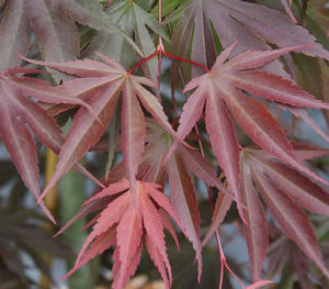 SHIRA RED UPRIGHT JAPANESE MAPLE