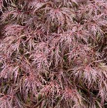 GARNET WEEPING JAPANESE MAPLE