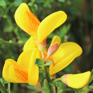 MADAME BUTTERFLY SCOTCH BROOM