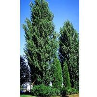 THEVES POPLAR