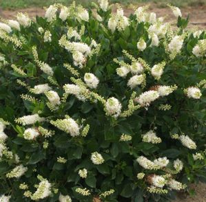 SUGARTINA® 'CRYSTALINA' SUMMERSWEET