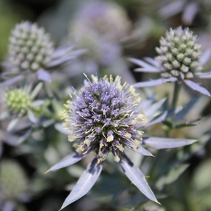 BLUE HOBBIT SEA HOLLY