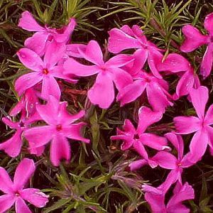 RED CREEPING PHLOX