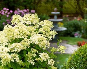 BOMBSHELL HYDRANGEA