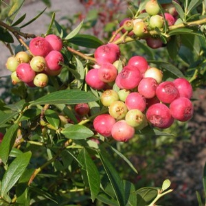 PINK LEMONADE BLUEBERRY