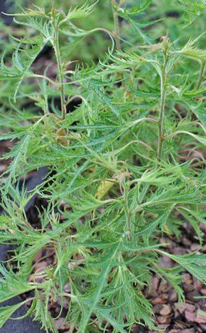 TROST'S DWARF BIRCH