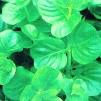 GREEN MONEYWORT