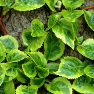 FIREFLY CLIMBING HYDRANGEA