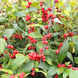 WINTER RED WINTERBERRY HOLLY