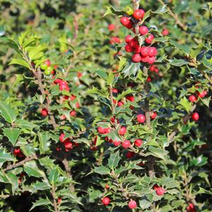 RED BEAUTY HOLLY