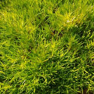 SCOTCH MOSS