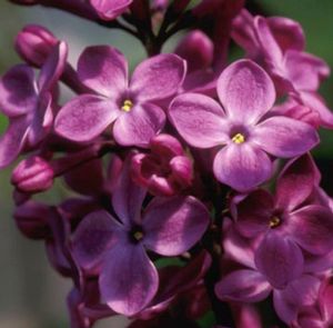 DECLARATION LILAC