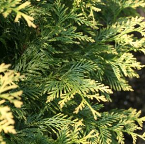 ZEBRINA EXTRA GOLD ARBORVITAE